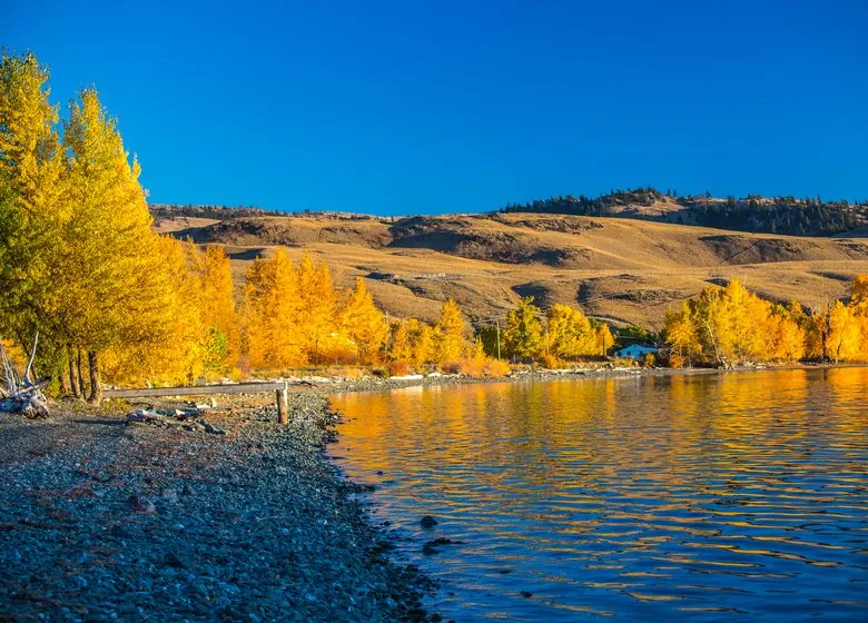 Nicola Lake in autumn, golden aspens along the shore below dry grassland hills
