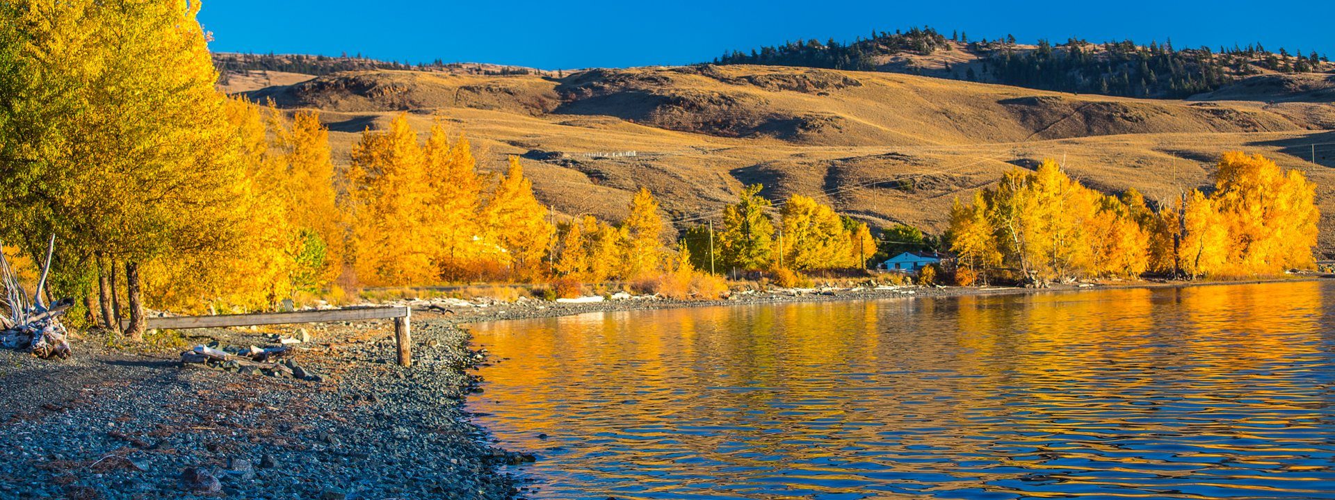 Nicola Lake in autumn, golden aspens along the shore below dry grassland hills
